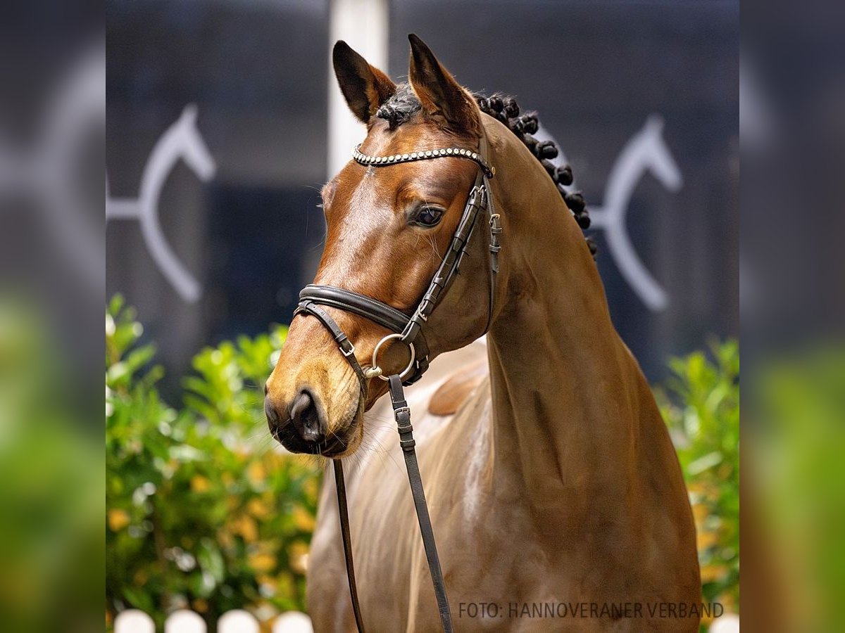 Hannoveriano Caballo castrado 5 años 175 cm Castaño in Verden