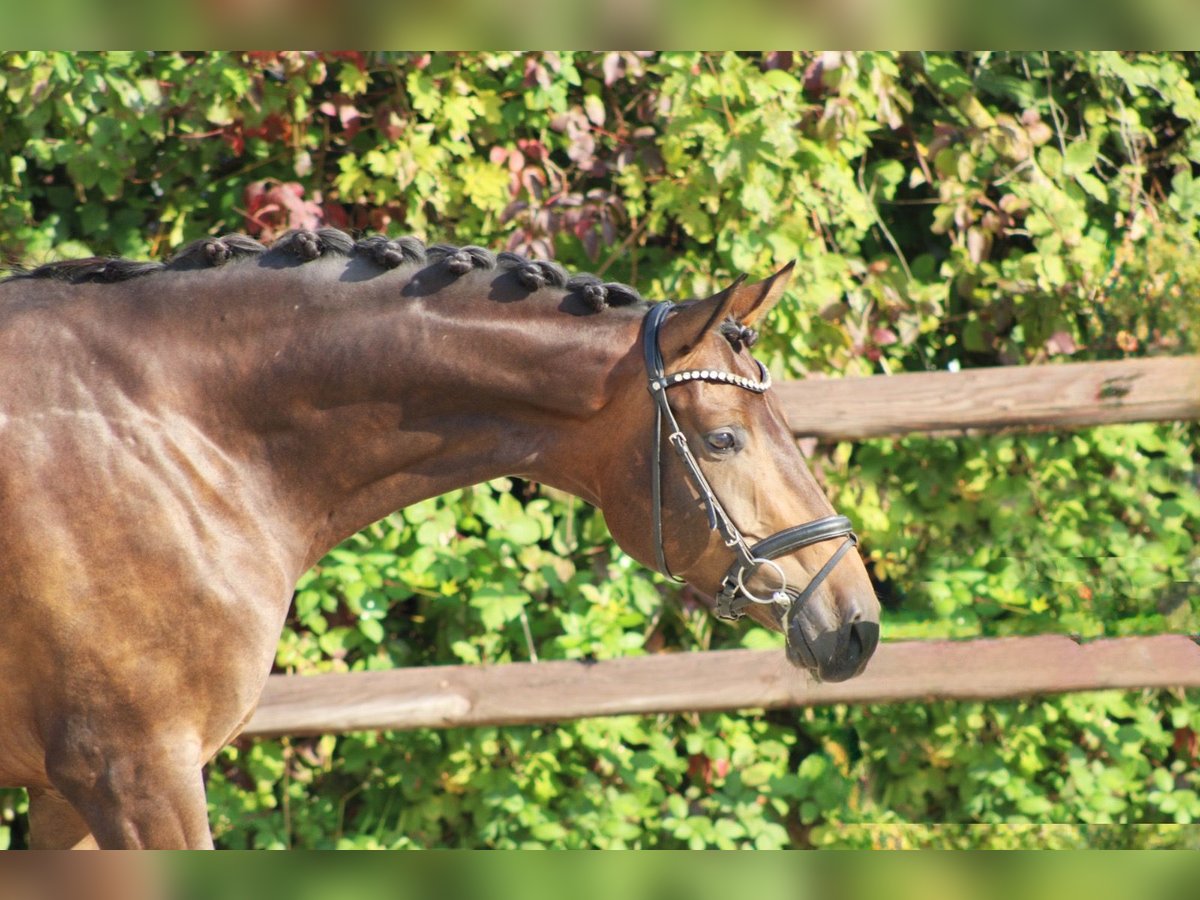 Hannoveriano Caballo castrado 5 años 175 cm Castaño oscuro in Griesheim