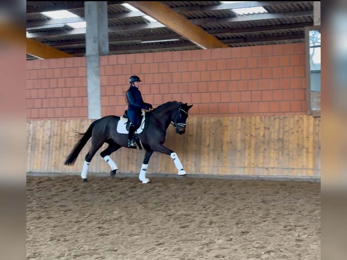 Hannoveriano Caballo castrado 5 años 175 cm Morcillo in Hammah