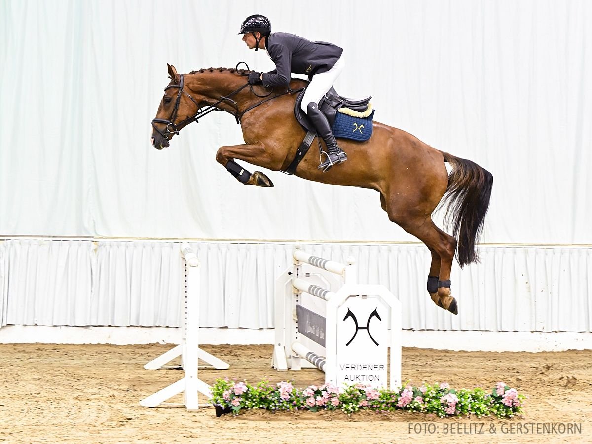 Hannoveriano Caballo castrado 5 años 177 cm Alazán-tostado in Verden