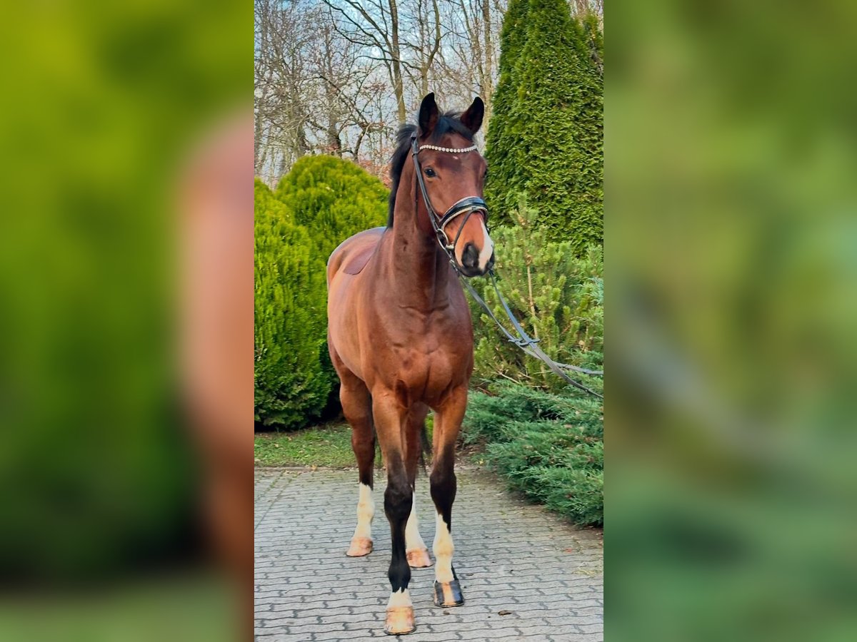 Hannoveriano Caballo castrado 5 años 177 cm in Timmendorfer Strand Hannoveriano Caballo castrado 5 años 177 cm in Timmendorfer Strand