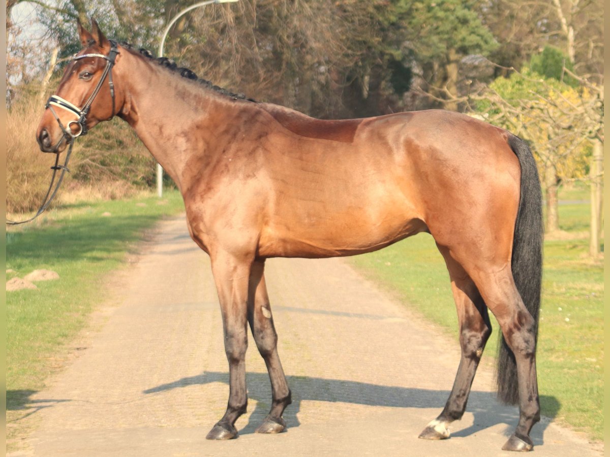 Hannoveriano Caballo castrado 5 años 177 cm Castaño in Deinstedt