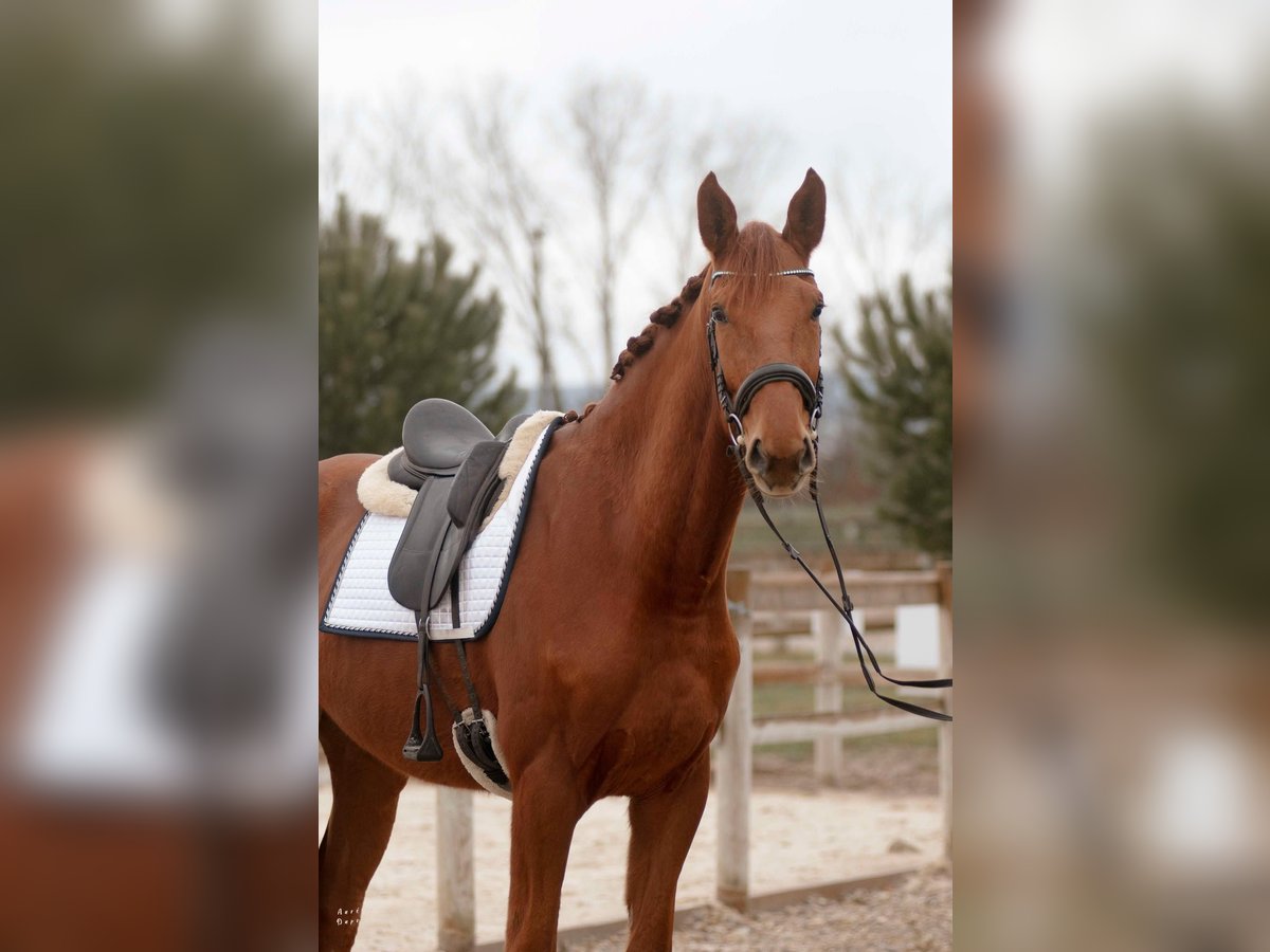 Hannoveriano Caballo castrado 5 años 178 cm Alazán in sardieu