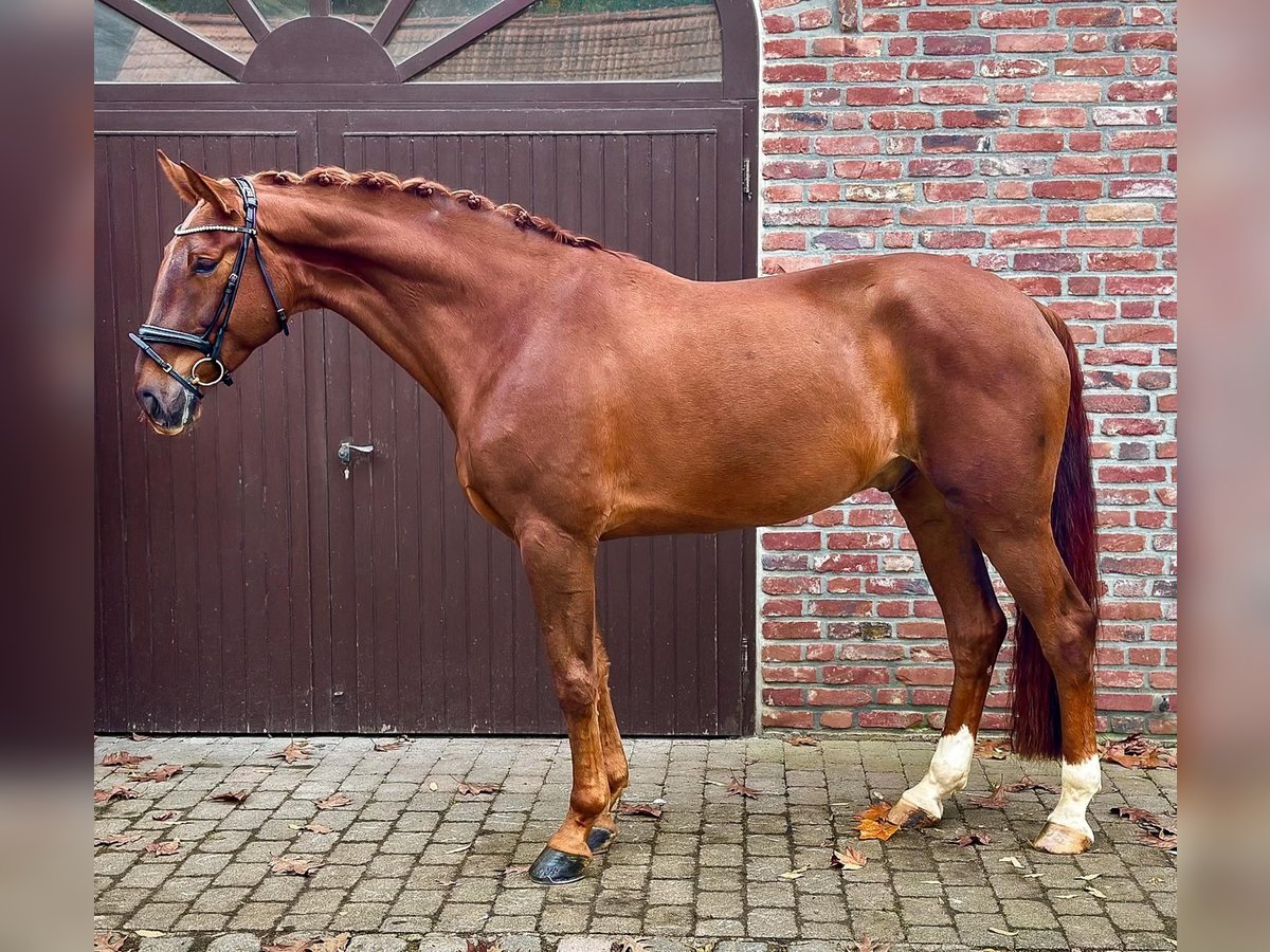 Hannoveriano Caballo castrado 5 años 178 cm Alazán-tostado in Viersen