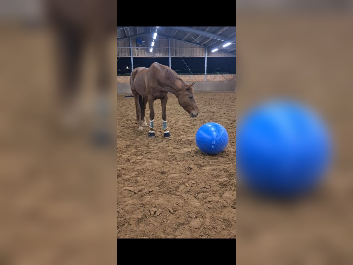 Hannoveriano Caballo castrado 5 años 178 cm Alazán-tostado in Einbeck