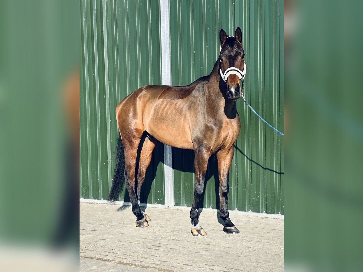 Hannoveriano Caballo castrado 5 años 178 cm Castaño oscuro in Hohenhameln