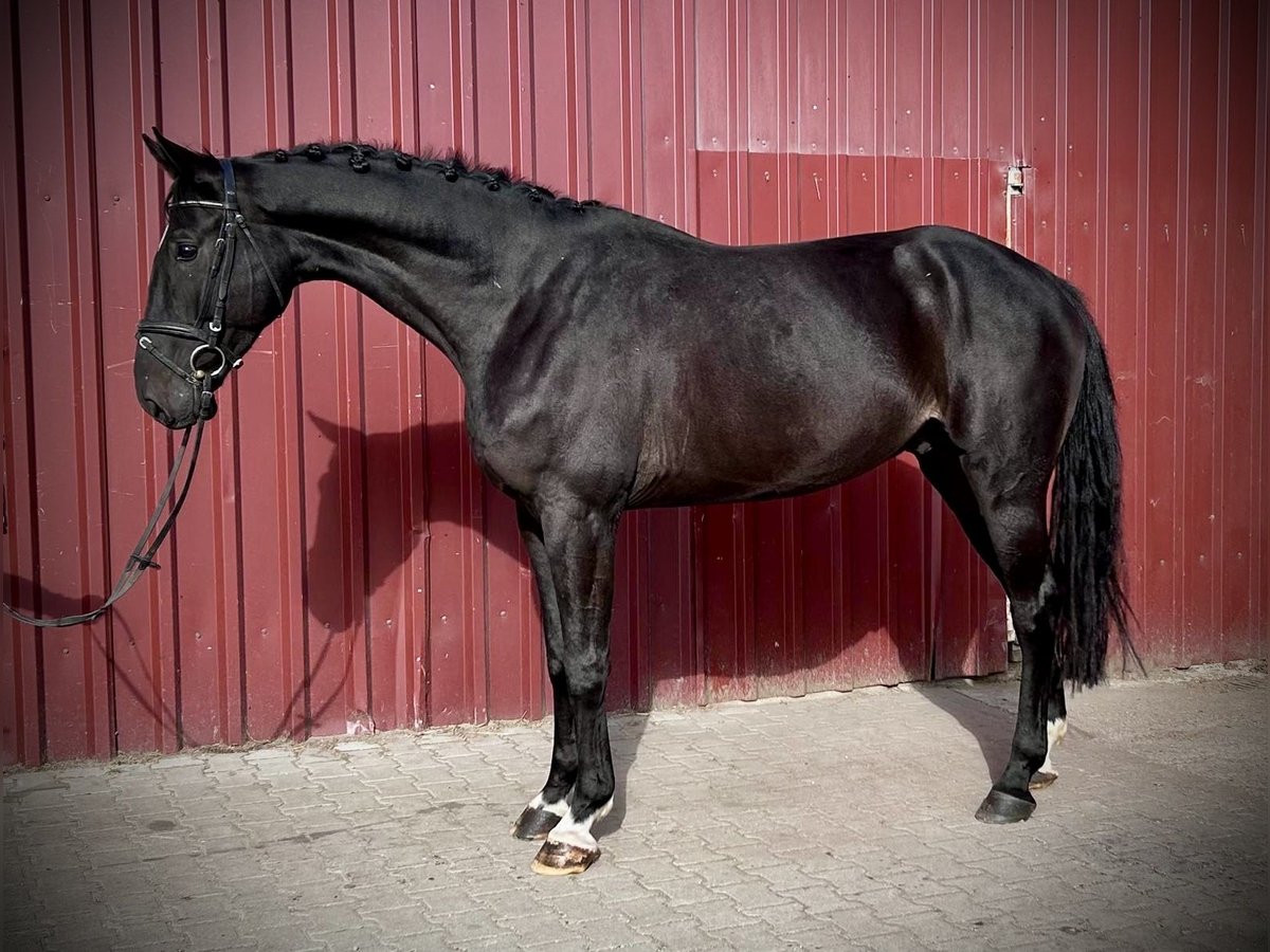 Hannoveriano Caballo castrado 5 años 178 cm Castaño oscuro in Siedenburg