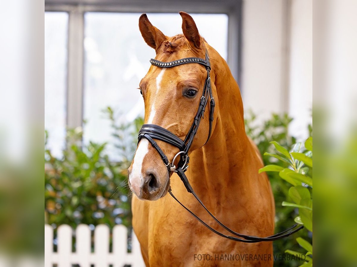 Hannoveriano Caballo castrado 5 años 179 cm Alazán in Verden