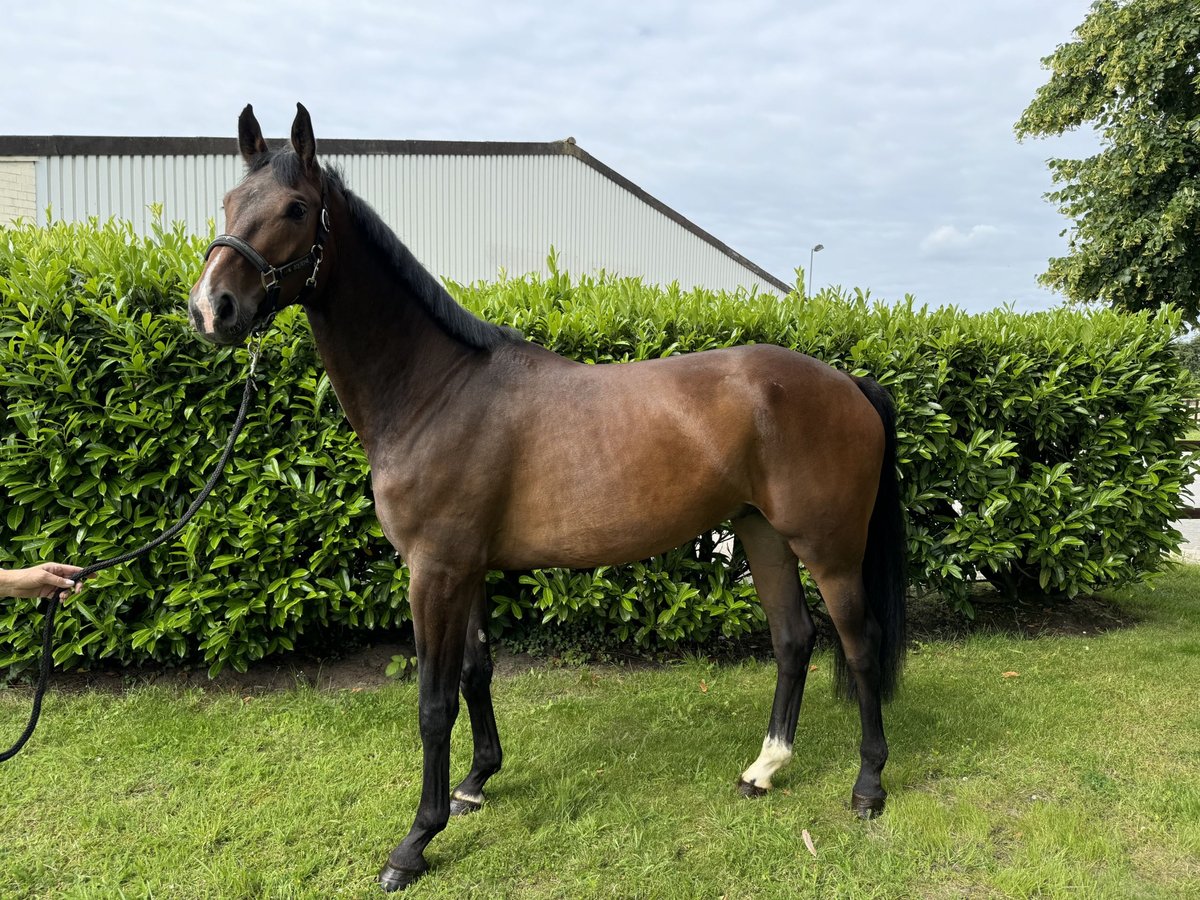 Hannoveriano Caballo castrado 5 años 179 cm Castaño in Bremen