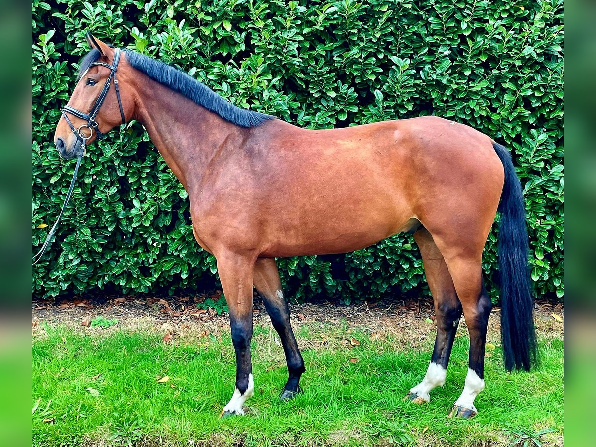 Hannoveriano Caballo castrado 5 años 179 cm Castaño in Gro&#xDF; Ippener