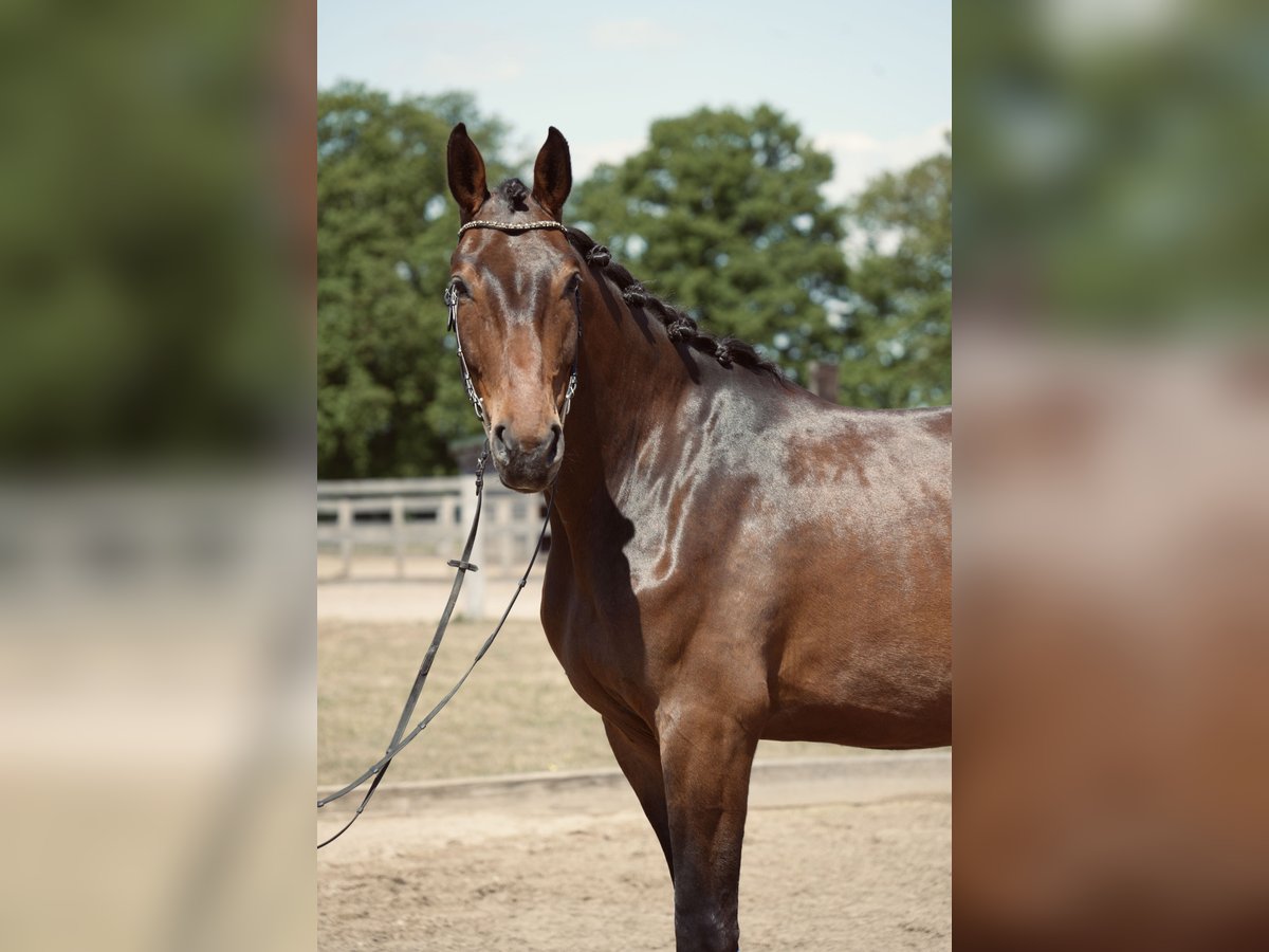 Hannoveriano Caballo castrado 5 años 179 cm Castaño oscuro in Br&#xF6;then