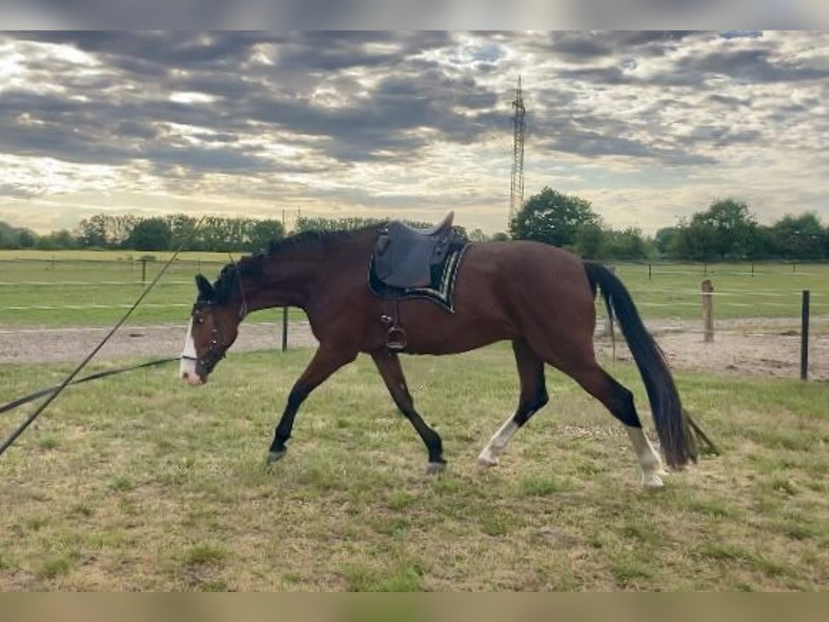 Hannoveriano Caballo castrado 5 años 182 cm Castaño in Nienburg (Weser)