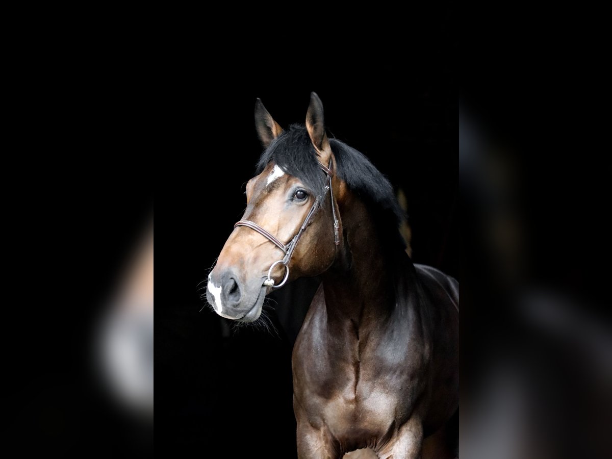 Hannoveriano Caballo castrado 5 años 185 cm Castaño oscuro in Breitenbach am Herzberg