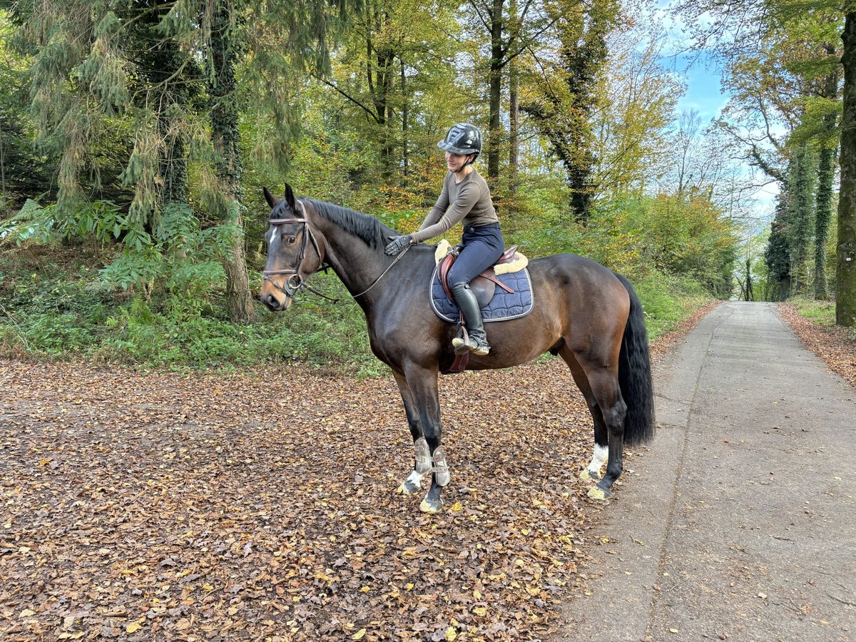 Hannoveriano Caballo castrado 5 años in Murg