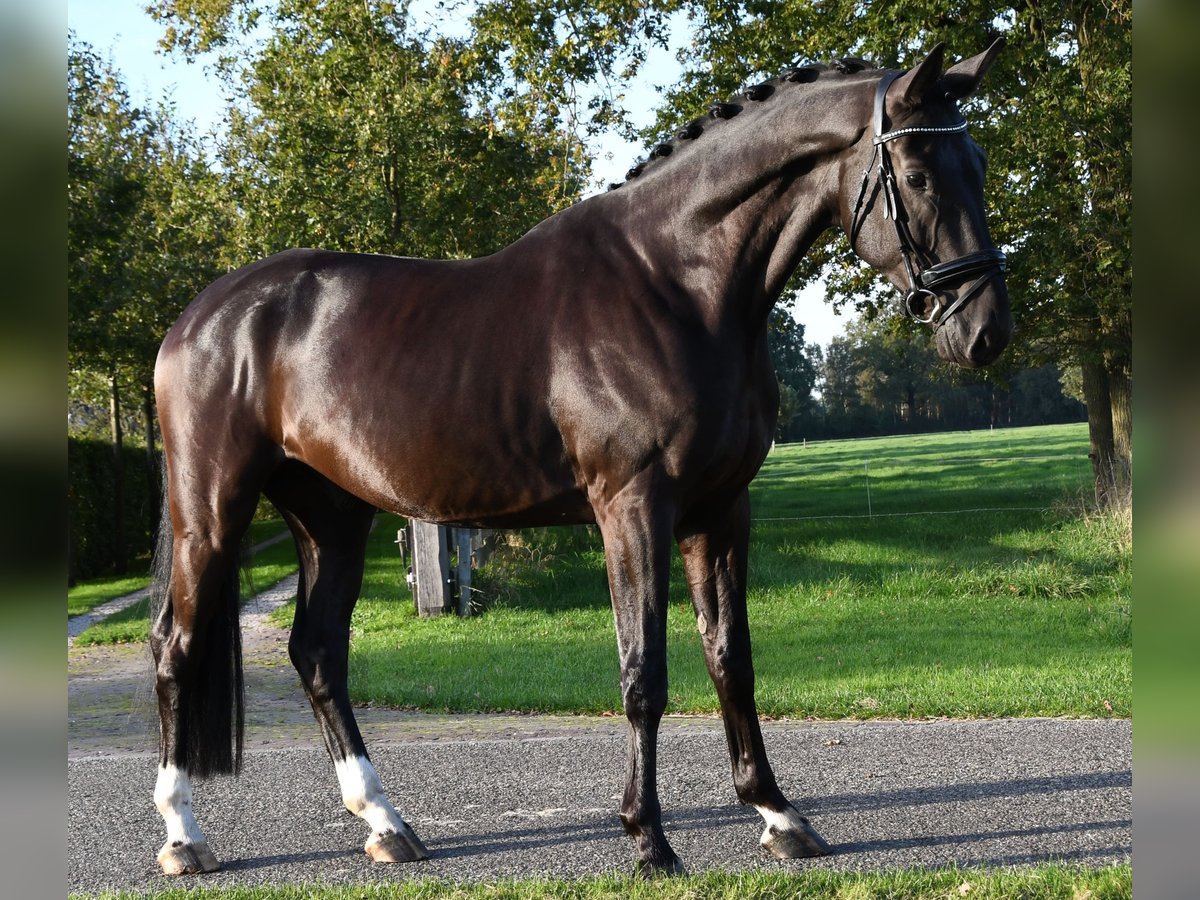 Hannoveriano Caballo castrado 5 años Negro in MarkeloMarkelo