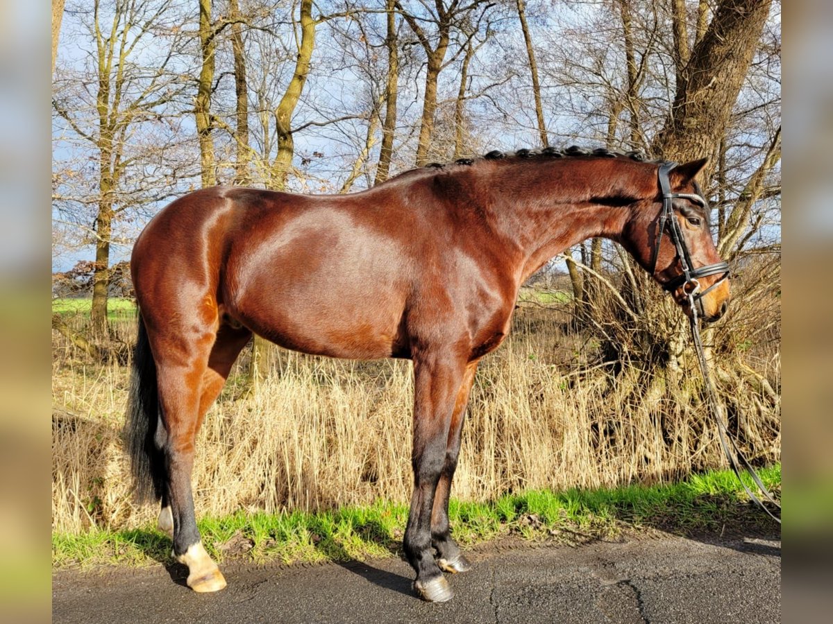 Hannoveriano Caballo castrado 6 años 155 cm Castaño in Ovelgönne