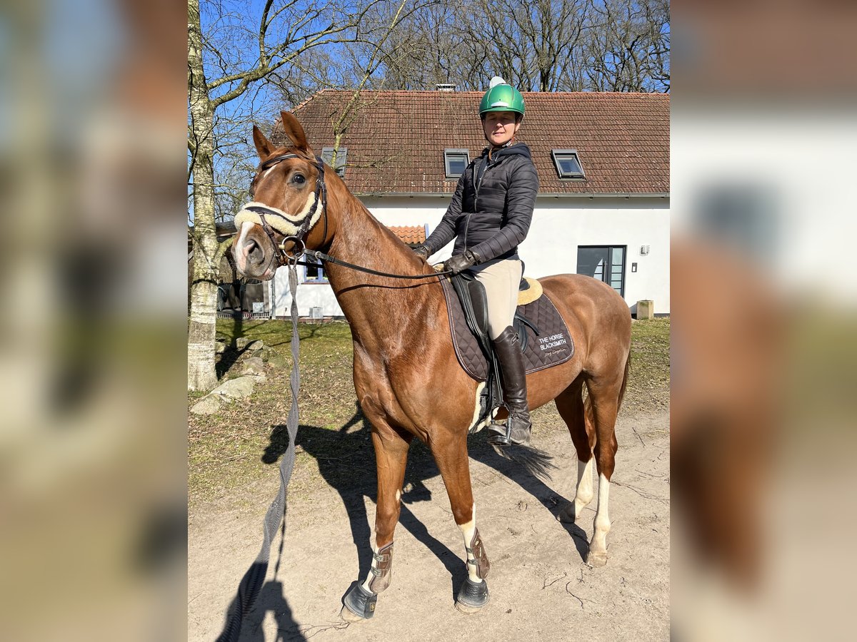 Hannoveriano Caballo castrado 6 años 163 cm Alazán in Osterholz-Scharmbeck Hannoveriano Caballo castrado 6 años 163 cm Alazán in Osterholz-Scharmbeck