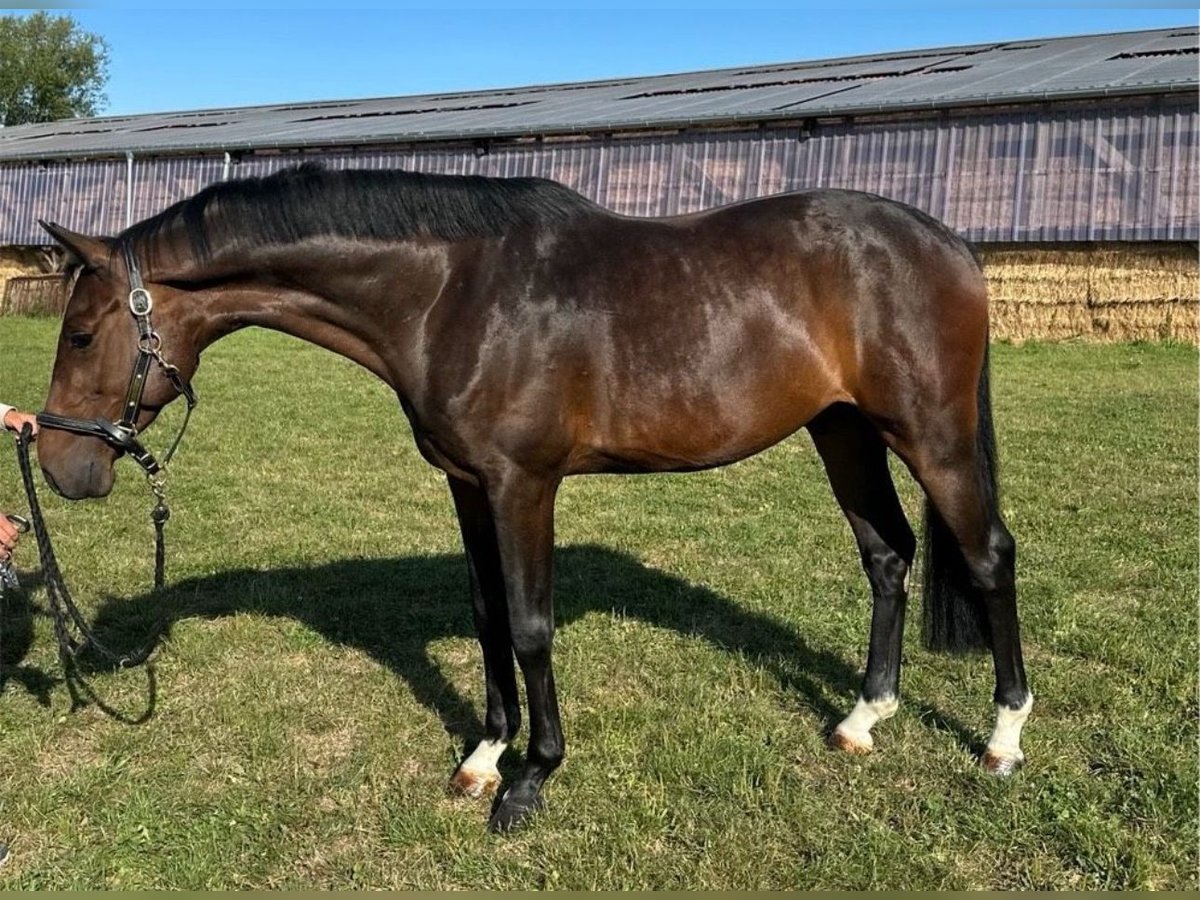Hannoveriano Caballo castrado 6 años 163 cm Castaño in Burghaun