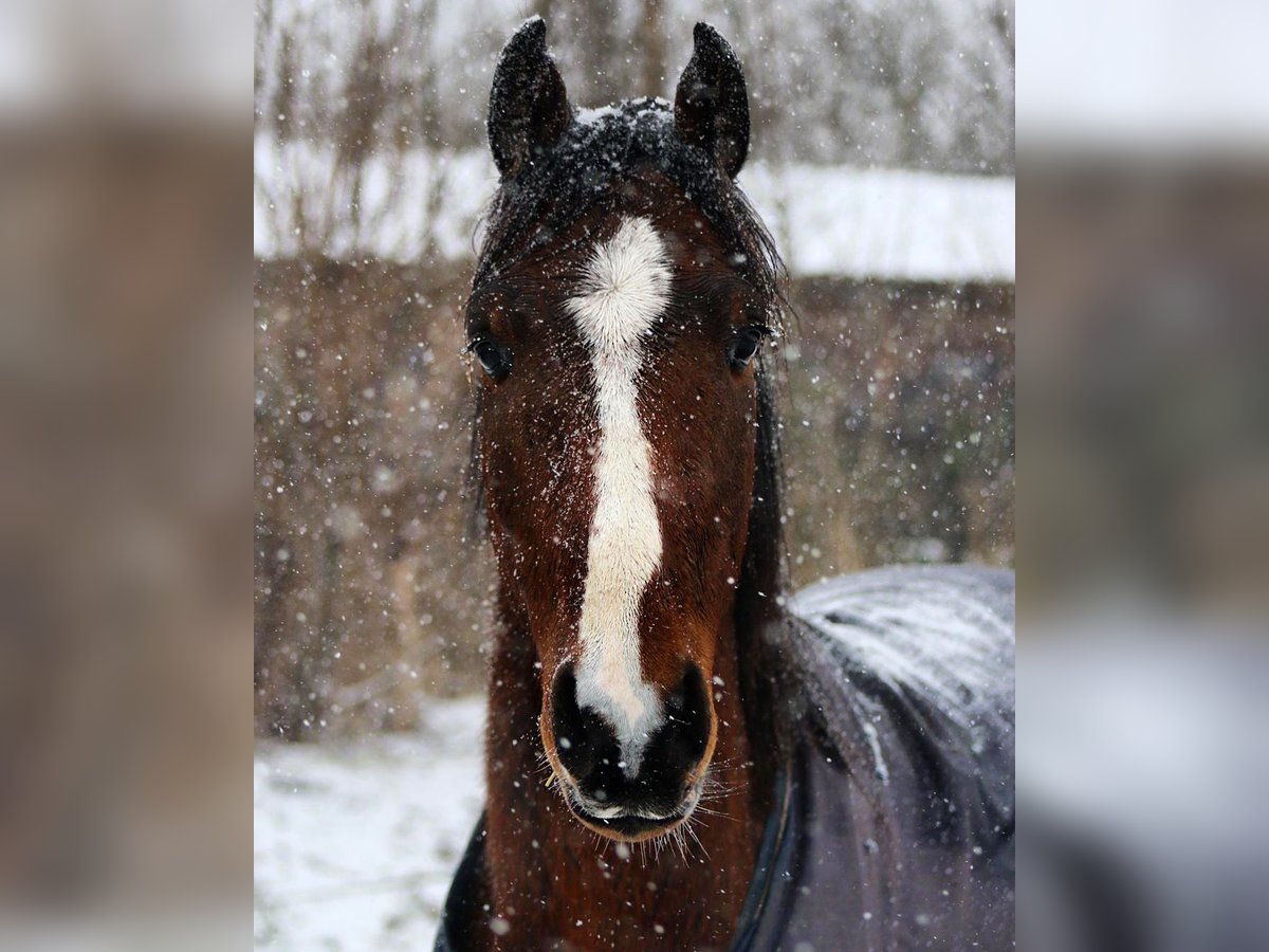 Hannoveriano Caballo castrado 6 años 163 cm Castaño in Sittensen