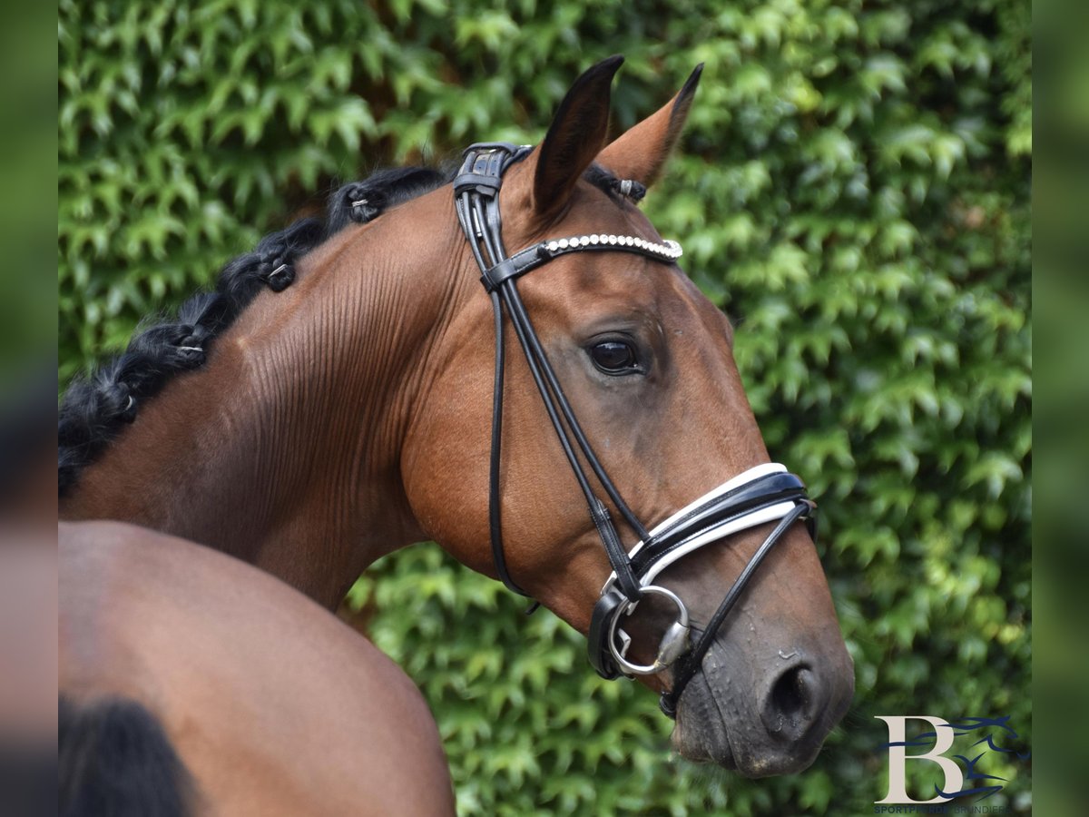 Hannoveriano Caballo castrado 6 años 164 cm Castaño in Osnabrück Hannoveriano Caballo castrado 6 años 164 cm Castaño in Osnabrück