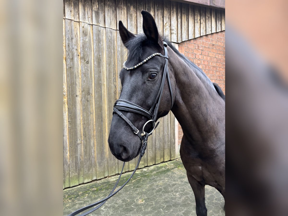 Hannoveriano Caballo castrado 6 años 165 cm Negro in Elmlohe