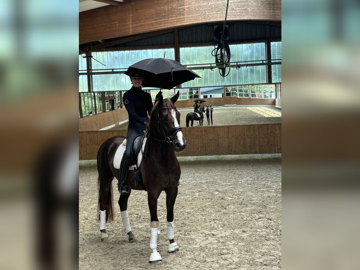 Hannoveriano Caballo castrado 6 años 166 cm Alazán-tostado in Sandbostel