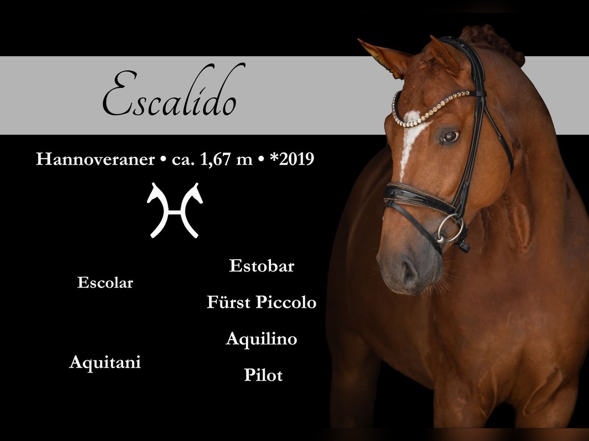 Hannoveriano Caballo castrado 6 años 167 cm Alazán in Wehringen