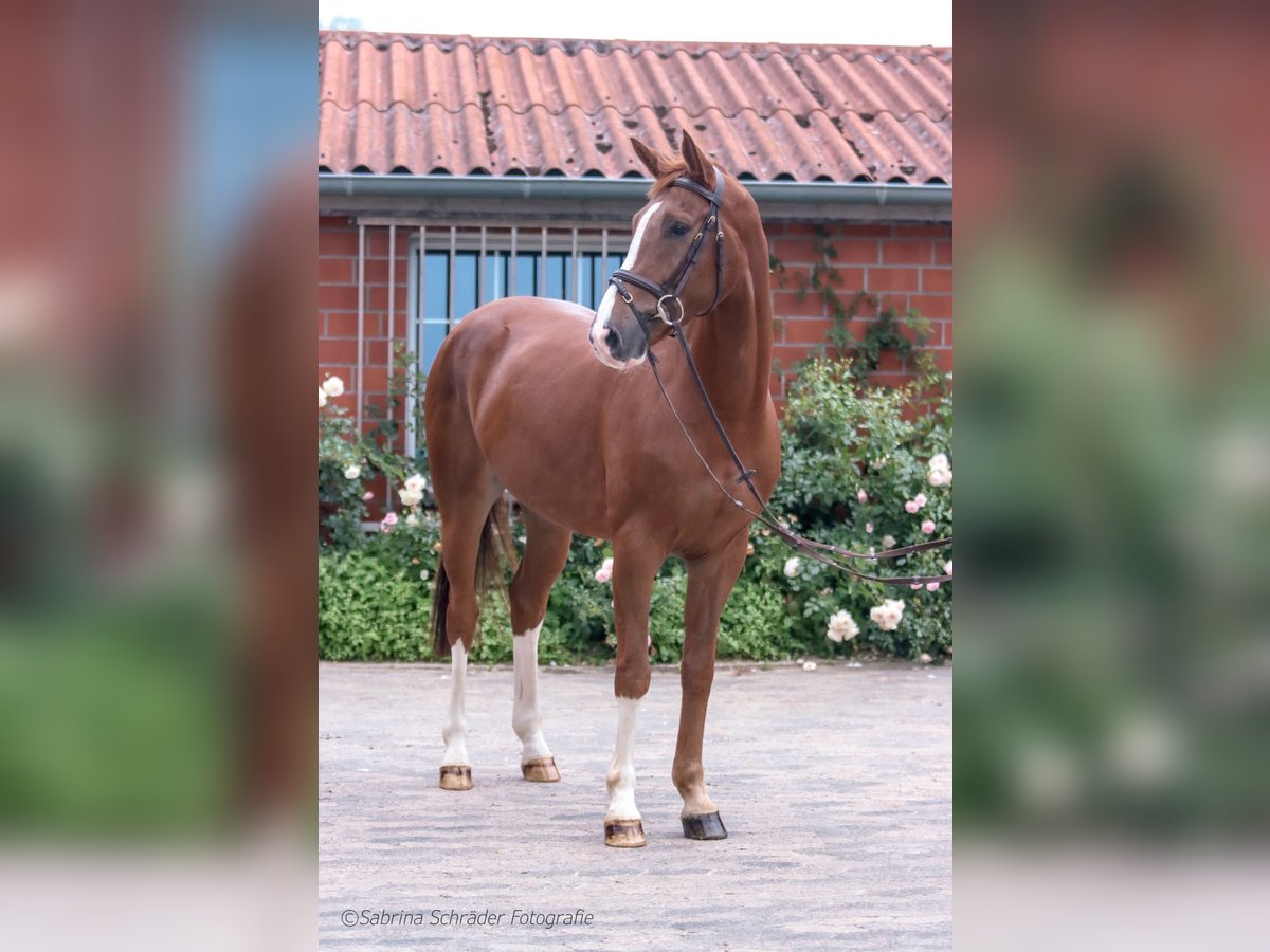 Hannoveriano Caballo castrado 6 años 167 cm Alazán in Misery