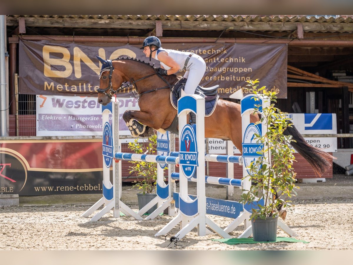 Hannoveriano Caballo castrado 6 años 167 cm Castaño in Wietmarschen