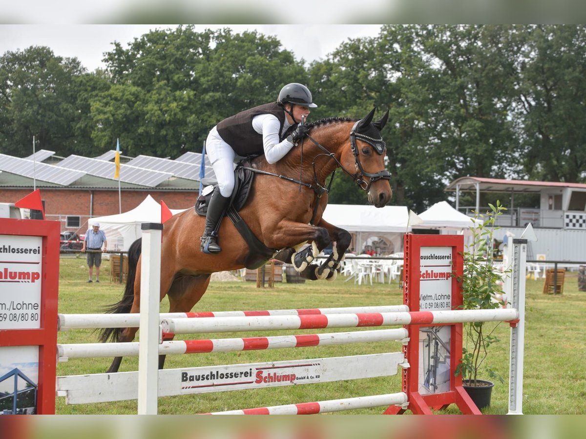 Hannoveriano Caballo castrado 6 años 167 cm Castaño in Wietmarschen