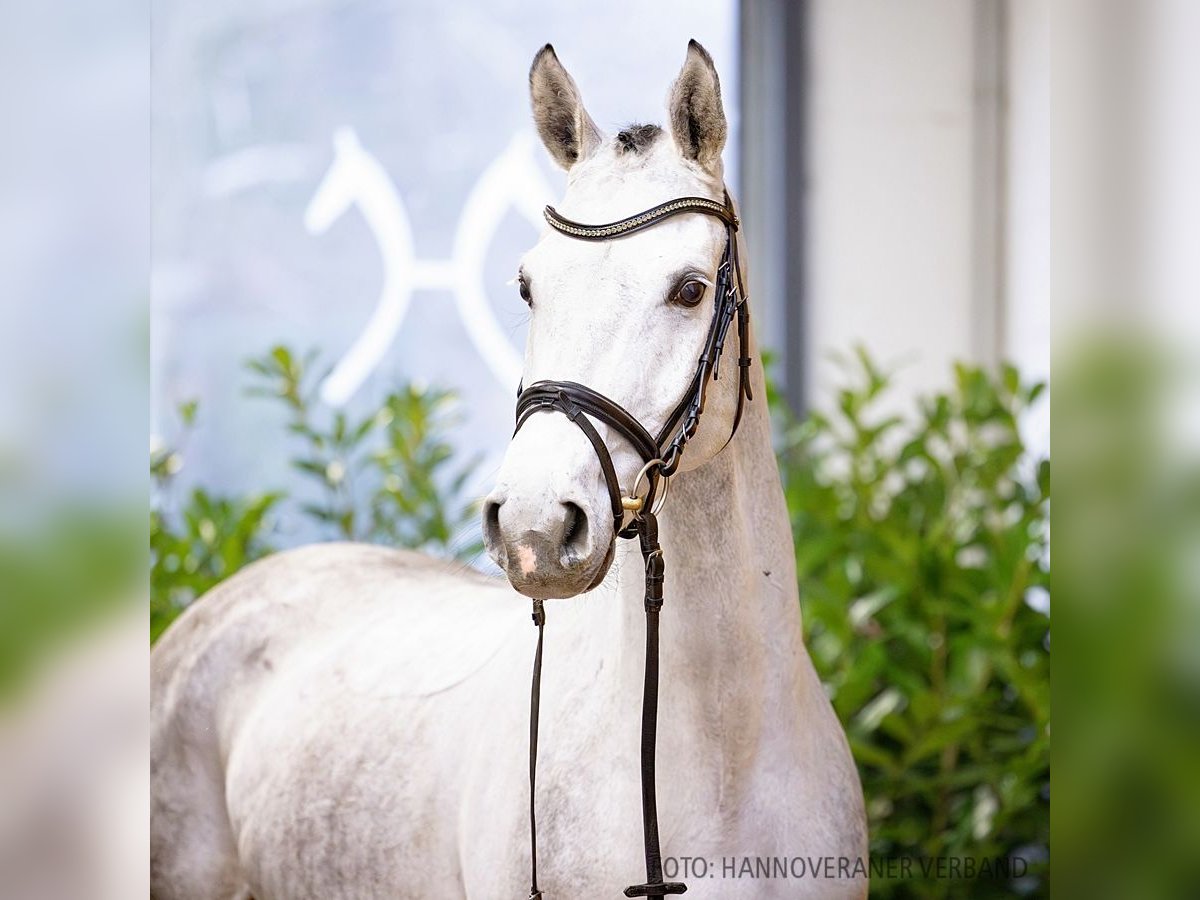 Hannoveriano Caballo castrado 6 años 167 cm Tordo in Verden