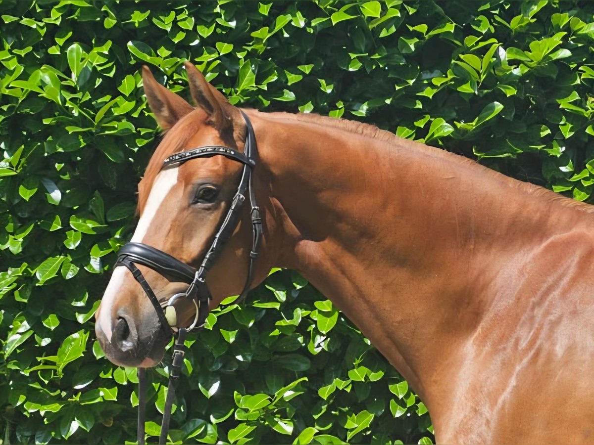 Hannoveriano Caballo castrado 6 años 168 cm Alazán in Ankum