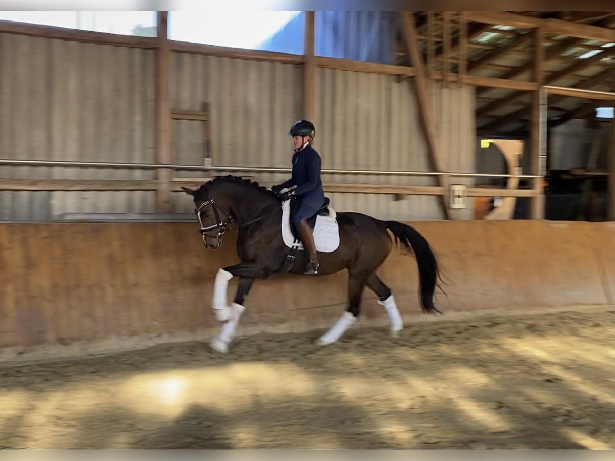 Hannoveriano Caballo castrado 6 años 168 cm Castaño in Alfstedt