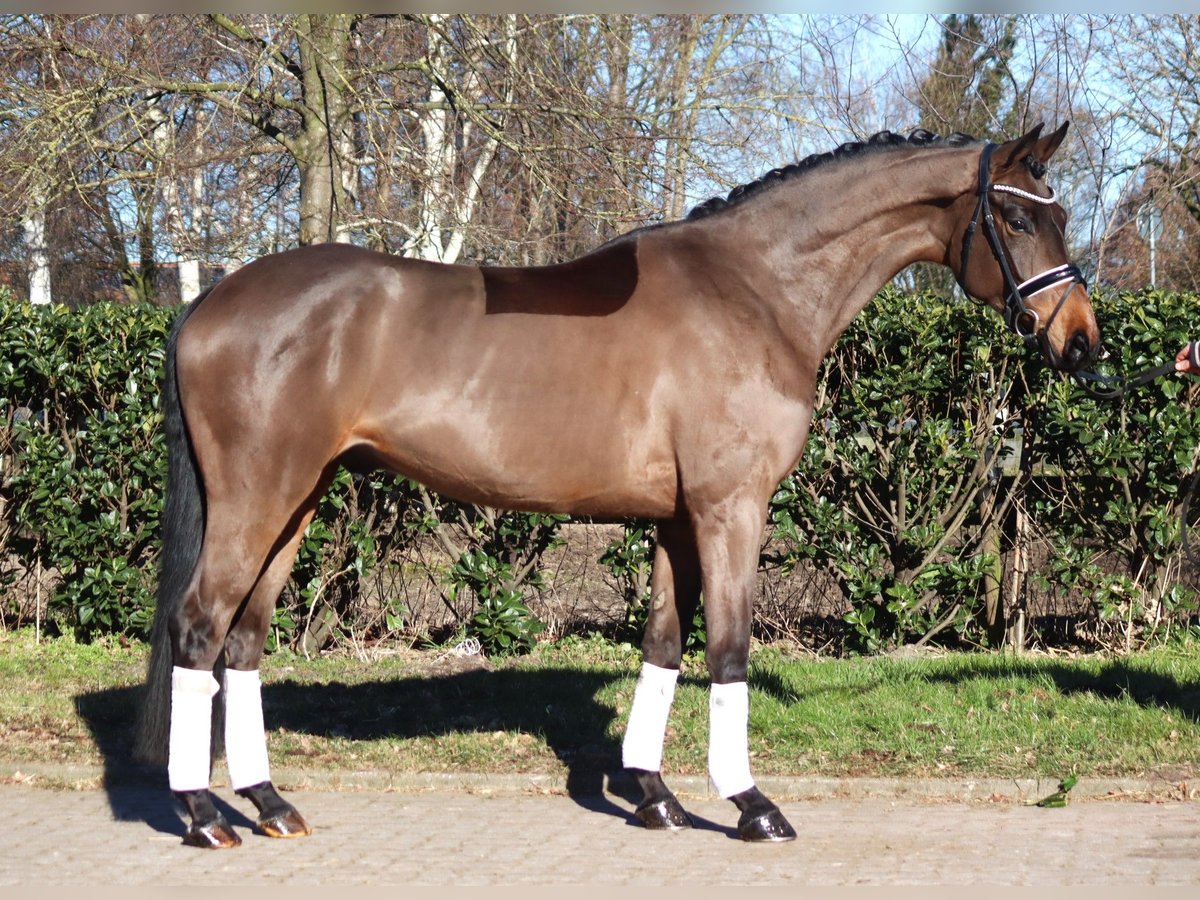 Hannoveriano Caballo castrado 6 años 168 cm Castaño in Selsingen