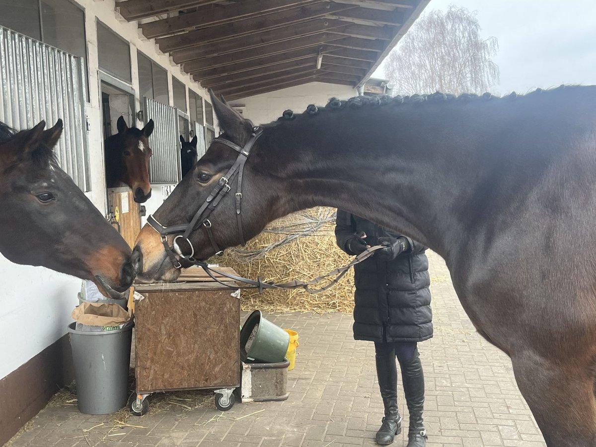 Hannoveriano Caballo castrado 6 años 168 cm Castaño oscuro in Nienburg (Weser)