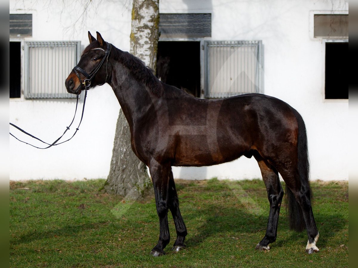 Hannoveriano Caballo castrado 6 años 168 cm Castaño oscuro in Königslutter