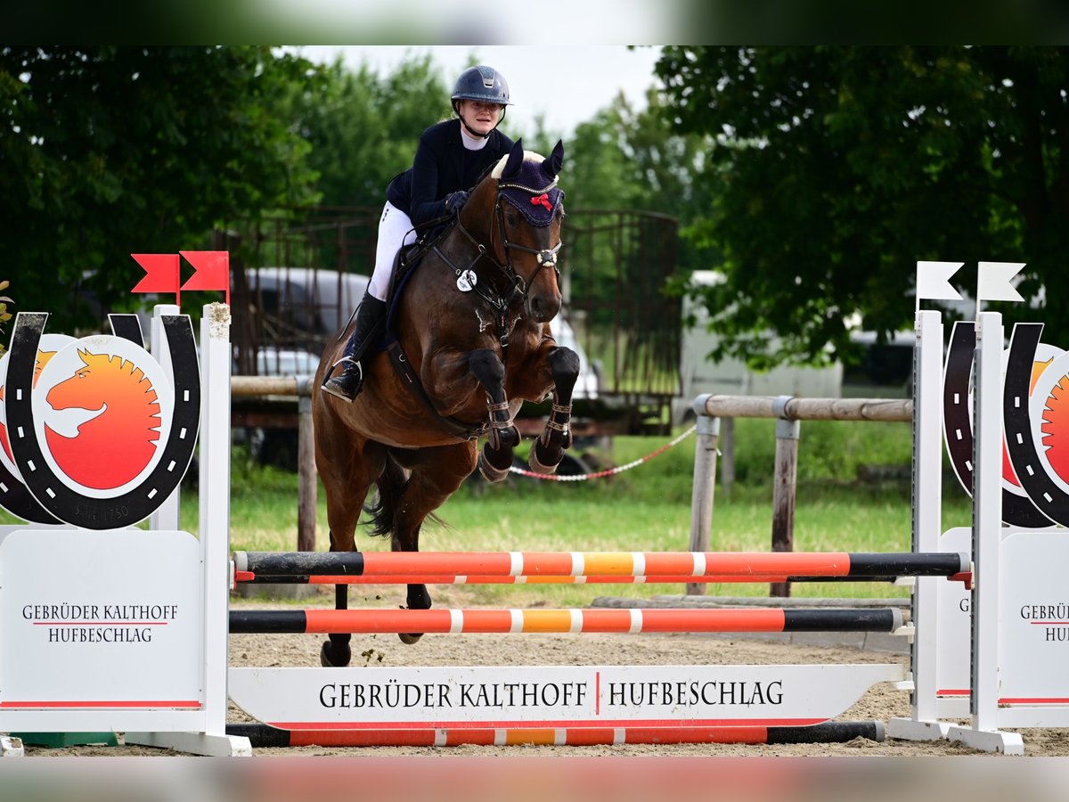 Hannoveriano Caballo castrado 6 años 168 cm Castaño oscuro in Warendorf
