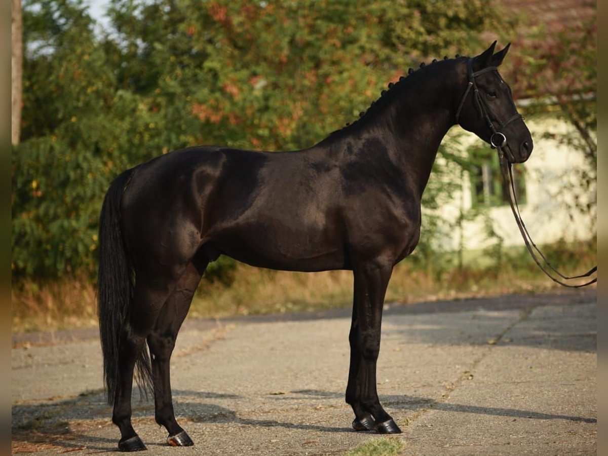 Hannoveriano Caballo castrado 6 años 168 cm Negro in Gyula