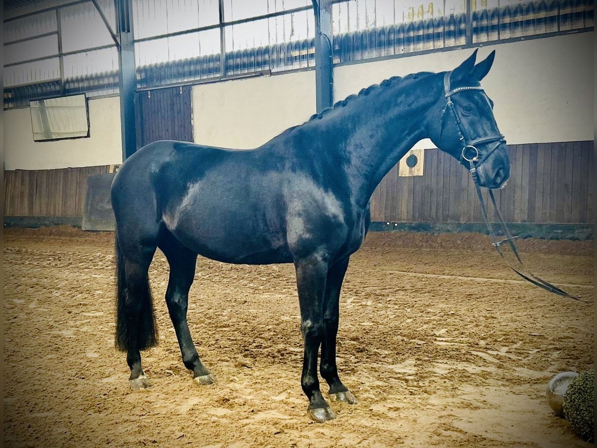 Hannoveriano Caballo castrado 6 años 168 cm Negro in Siedenburg