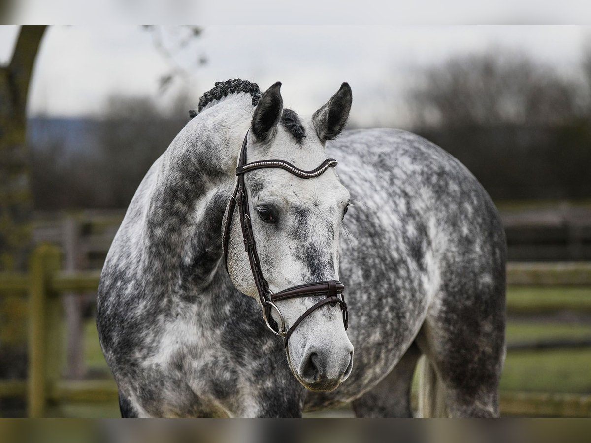 Hannoveriano Caballo castrado 6 años 168 cm Tordo in Riedstadt