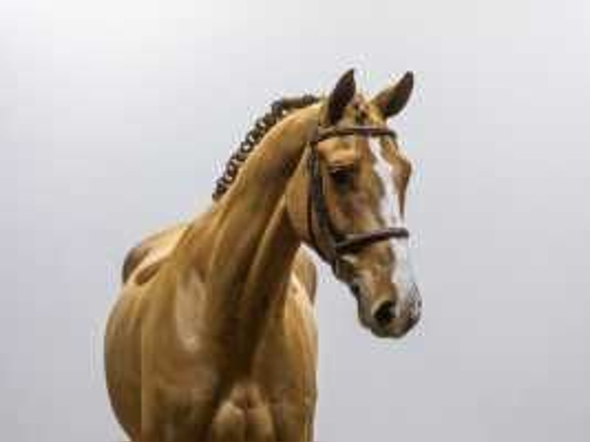 Hannoveriano Caballo castrado 6 años 169 cm Alazán in Waddinxveen