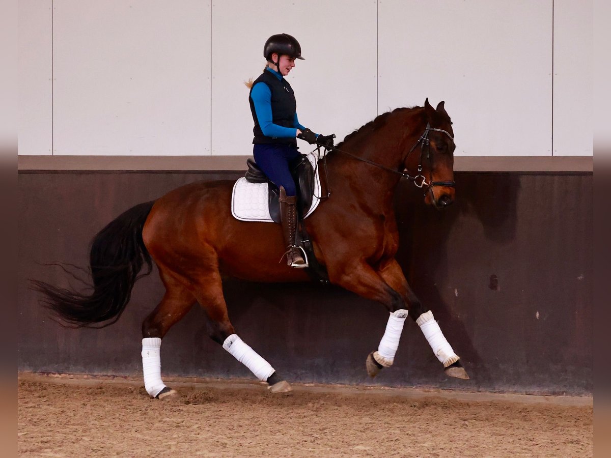 Hannoveriano Caballo castrado 6 años 169 cm Castaño oscuro in Henstedt-Ulzburg