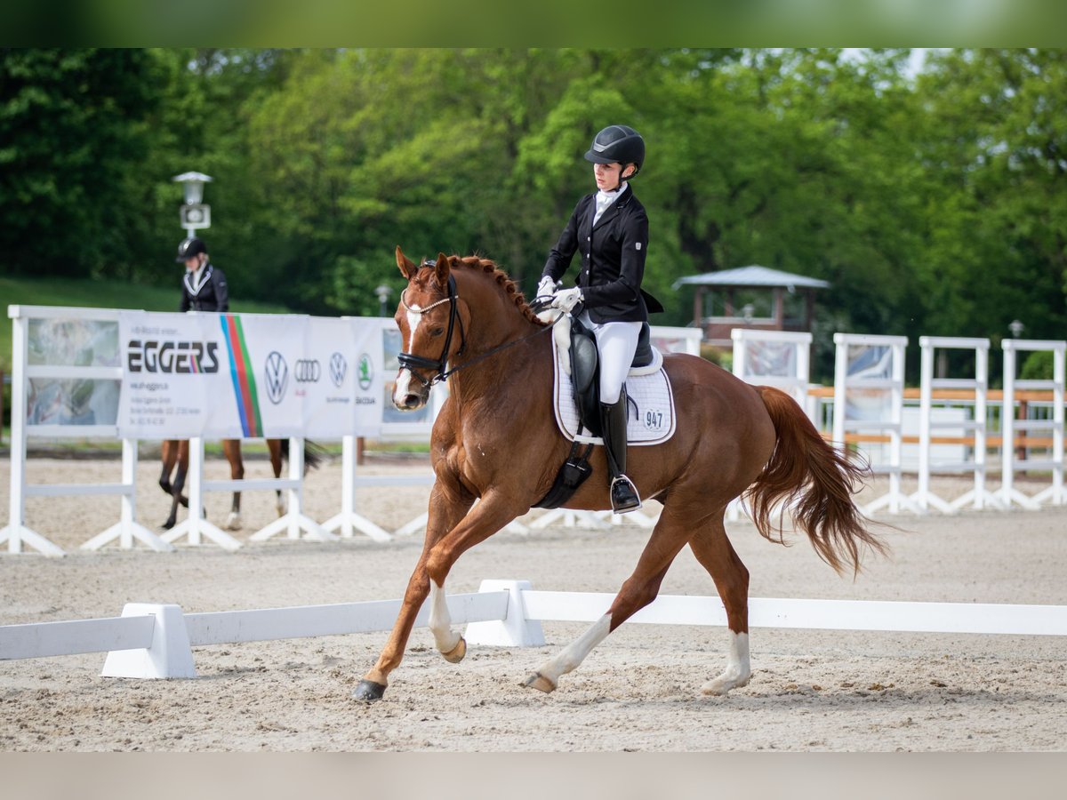 Hannoveriano Caballo castrado 6 años 170 cm Alazán in Dörverden Hannoveriano Caballo castrado 6 años 170 cm Alazán in Dörverden