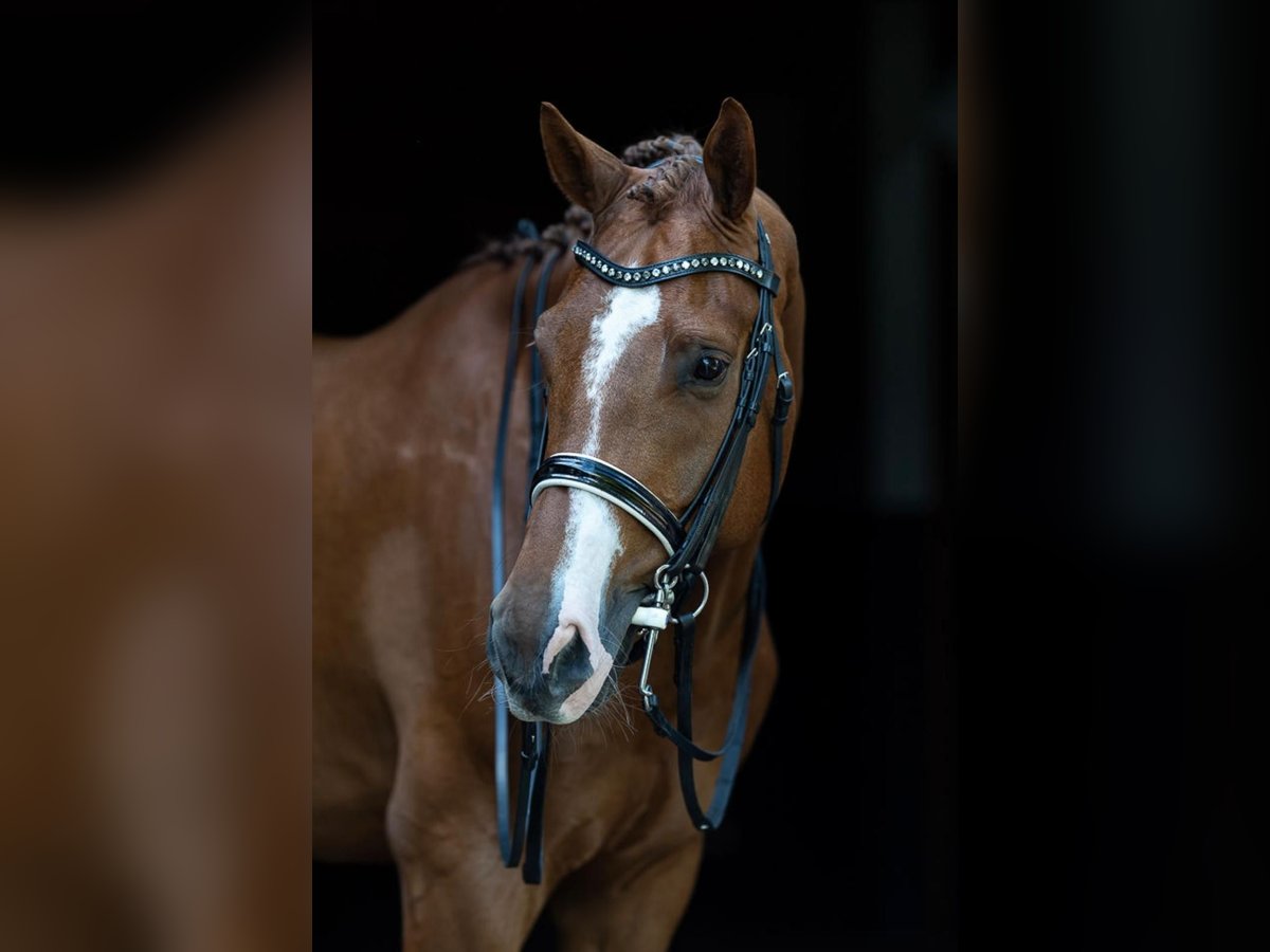 Hannoveriano Caballo castrado 6 años 170 cm Alazán in Stadtlohn