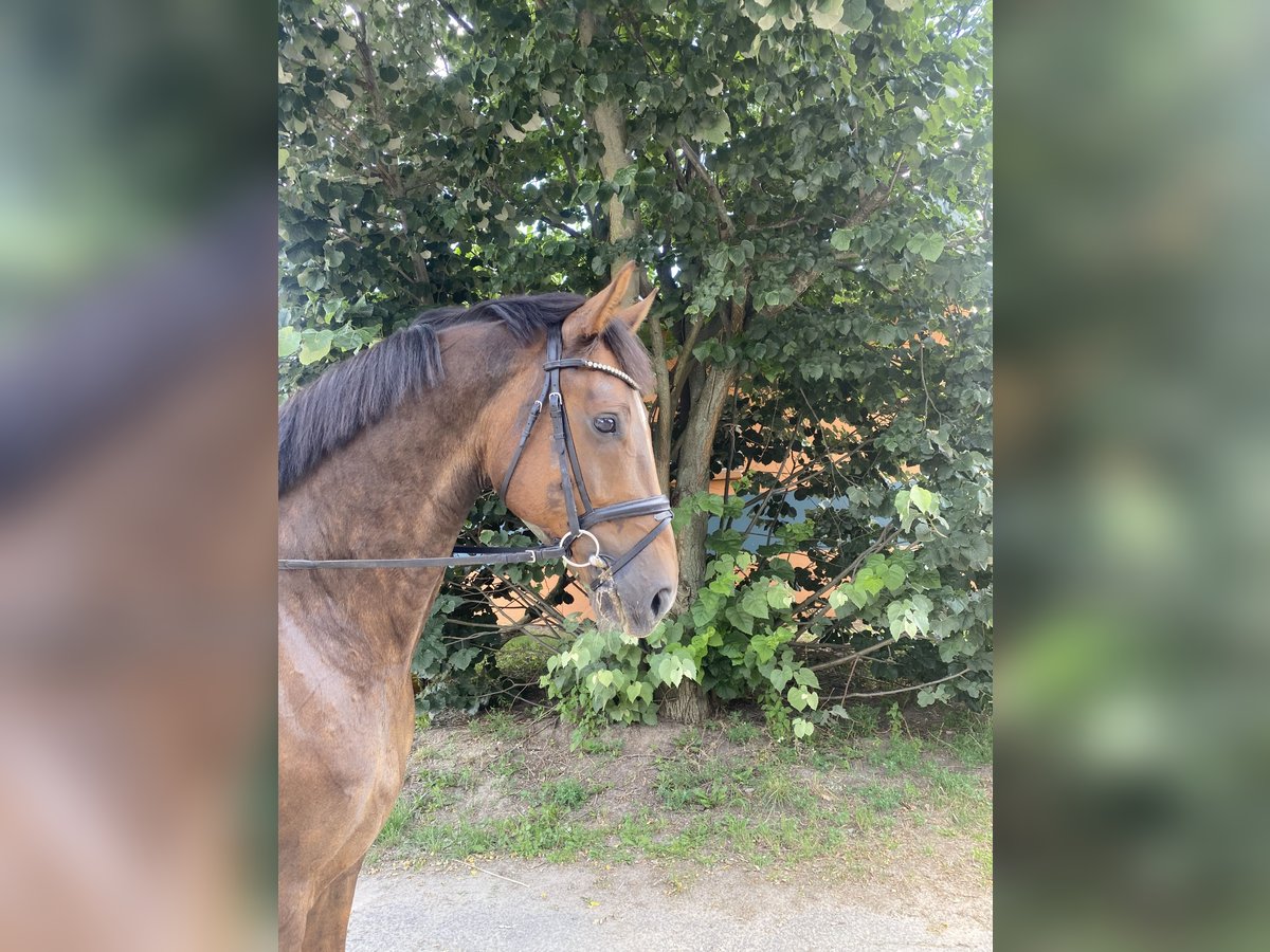 Hannoveriano Caballo castrado 6 años 170 cm Alazán-tostado in Schönwalde -Glien