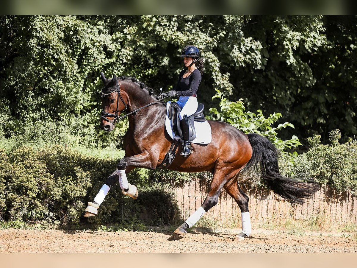 Hannoveriano Caballo castrado 6 años 170 cm Castaño in Riedstadt