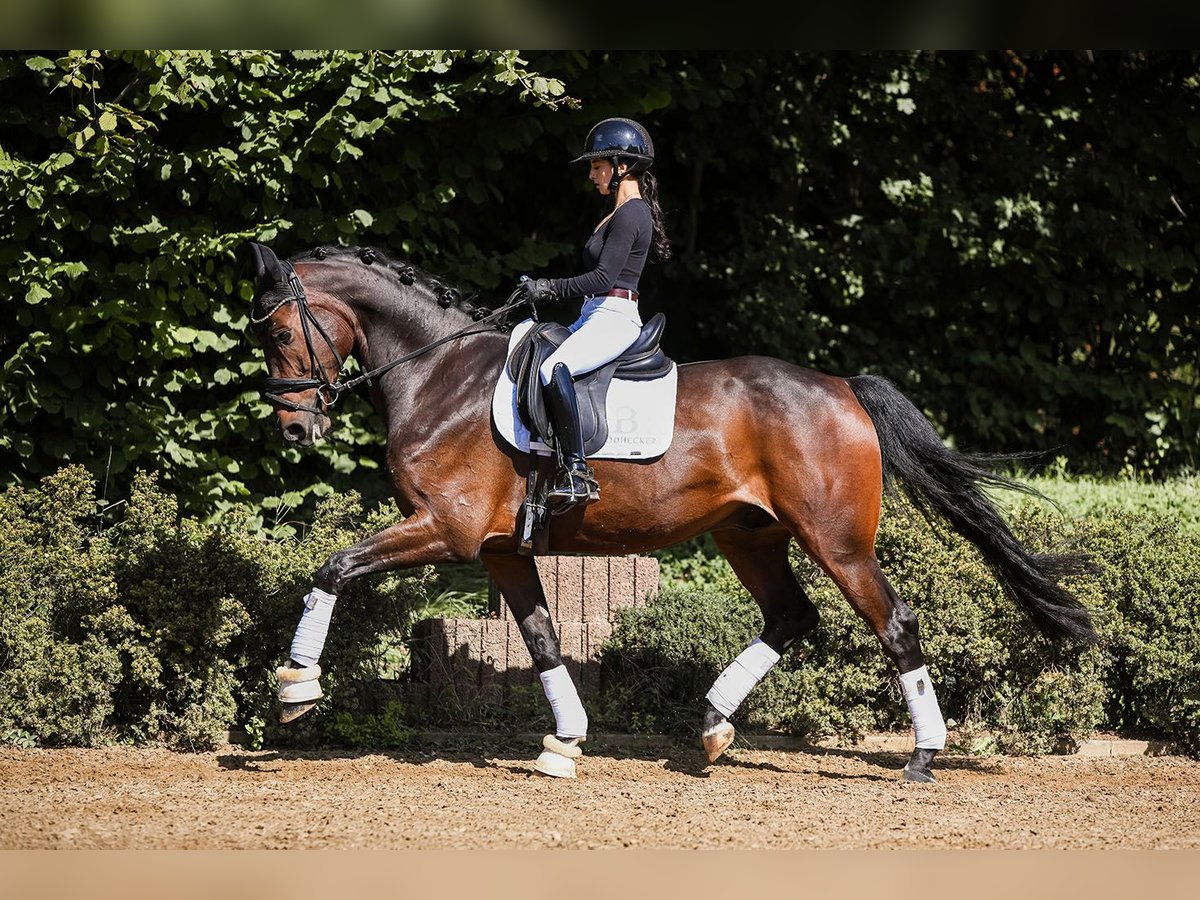 Hannoveriano Caballo castrado 6 años 170 cm Castaño in Riedstadt