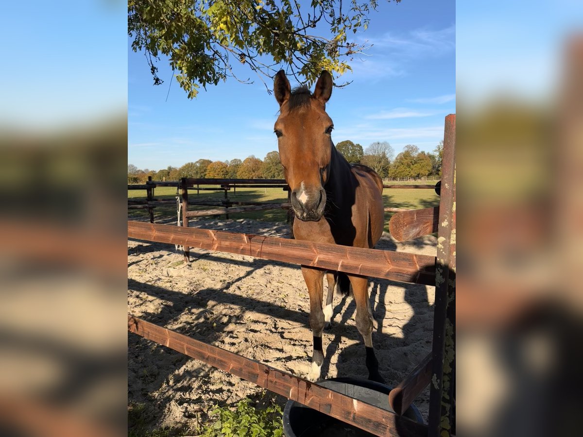 Hannoveriano Caballo castrado 6 años 170 cm Castaño in Pulheim