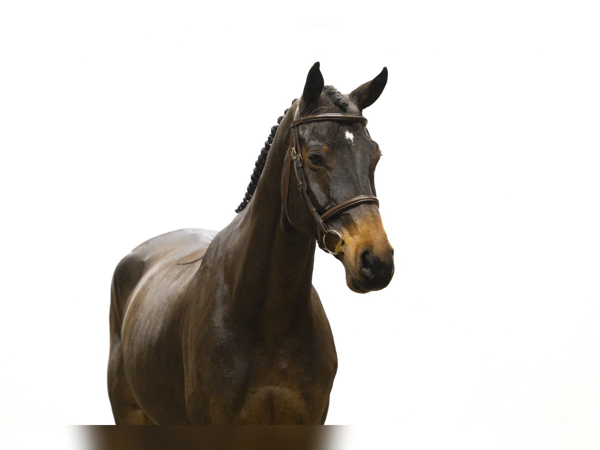 Hannoveriano Caballo castrado 6 años 170 cm Castaño in Waddinxveen