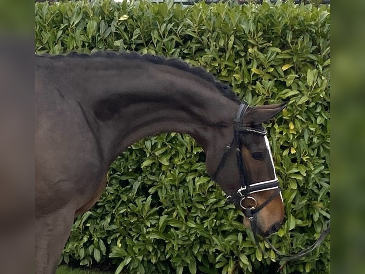 Hannoveriano Caballo castrado 6 años 170 cm Castaño oscuro in Visbek